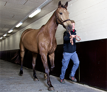 Besiktning och Hälsokontroller